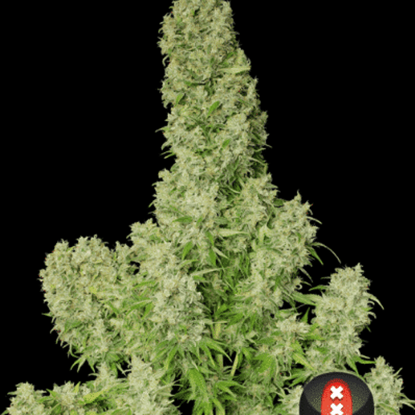 Cannabisfrø White Russian Serious Seeds