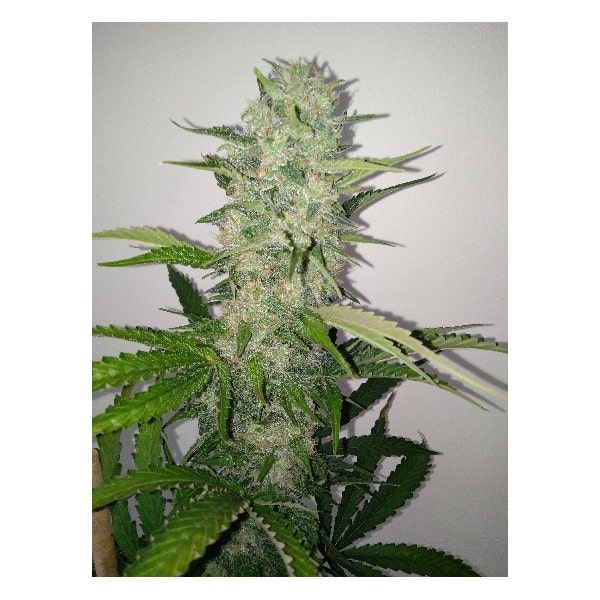 White Punch Auto