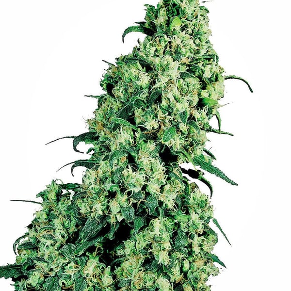 Skunkfrø Skunk #1