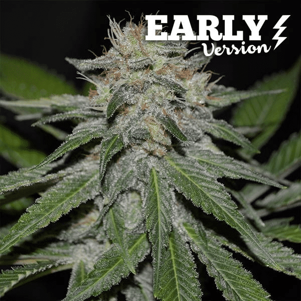 Critical Neville Haze Early Version Delicious Seeds cannabisfrø