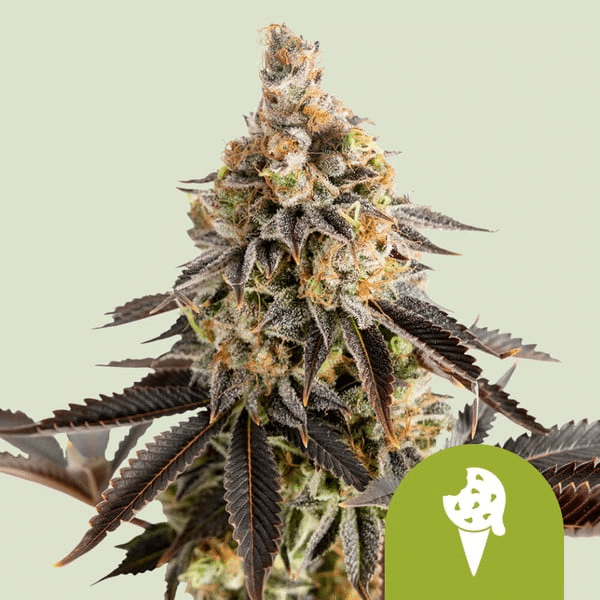 Cookies Gelato Royal Queen Cannabisfrø Skunkfrø