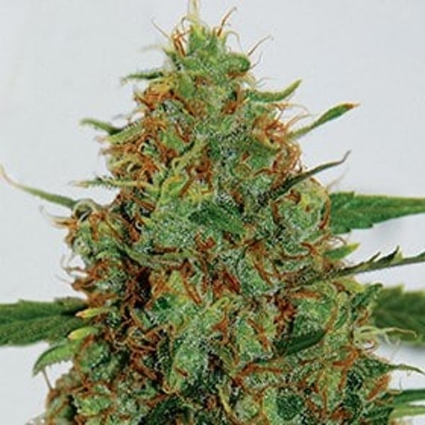 Cinderella 99 G13 Labs Seeds