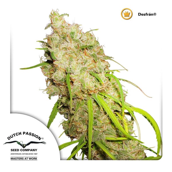 cannabisfrø-Desfran-Dutch-Passion