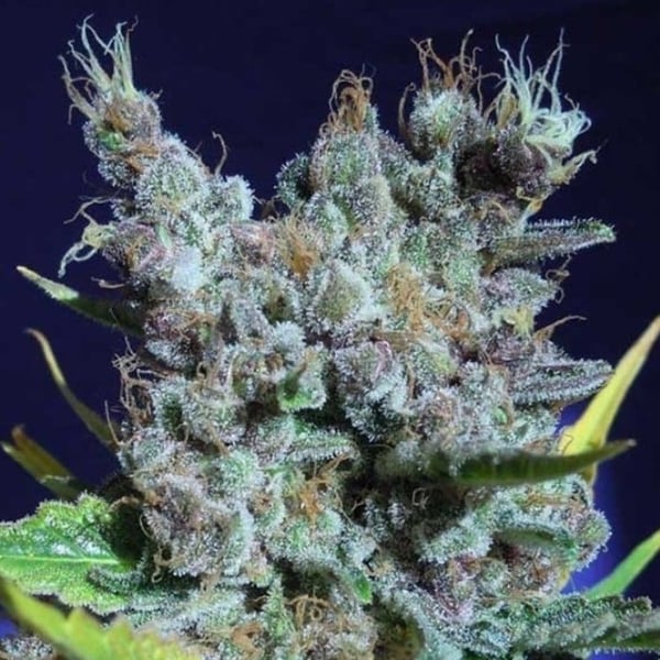 Runz Gummy Black Farm Genetix