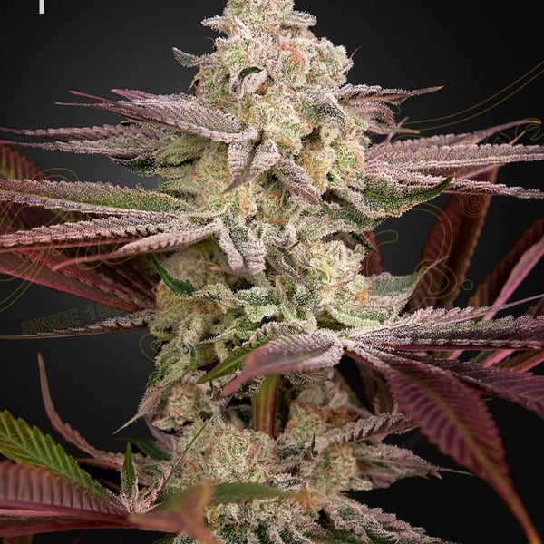 Chemical Bride Green House Seed Company cannabisfrø
