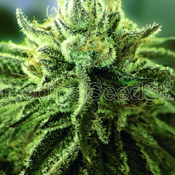 Medicinske cannabisfrø canadian kush