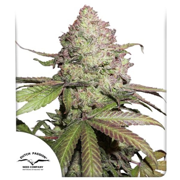CBD Auto Charlotte's Angel Dutch Passion medicinske cannabisfrø