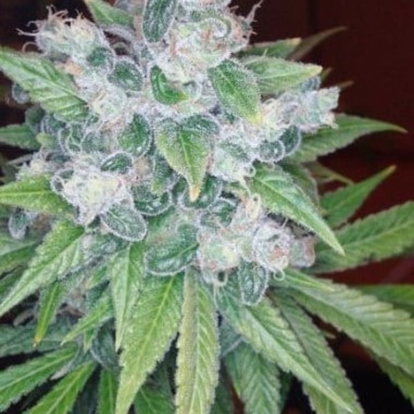 Skunkfrø Kandy Kush cannabisfrø Reserva Privada