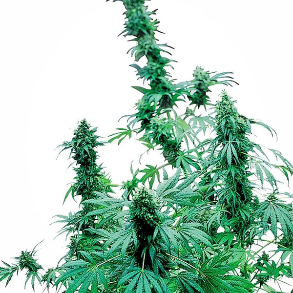 Cannabisfrø early-skunk-feminised-xl