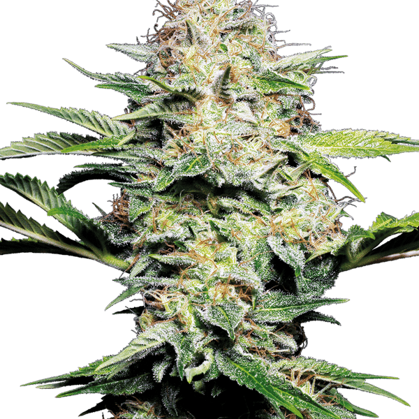 Cannabisfrø Sensi Seeds Sensi Skunk Automatic