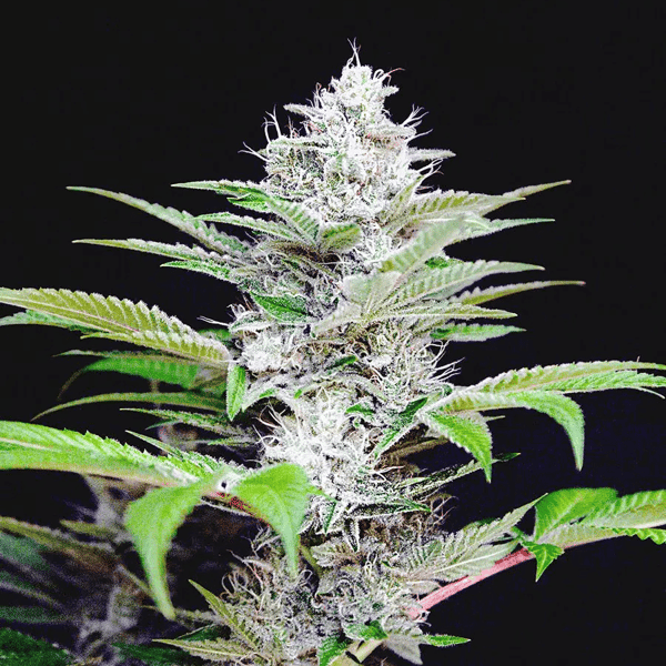 Auto CBD Star Ministry of Cannabis cannabisfrø