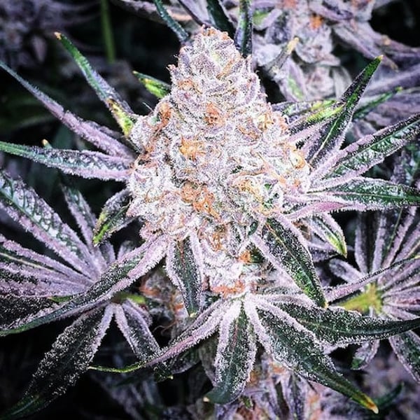 PURPLE SUNSET RBX2 Ethos Genetics cannabis seeds