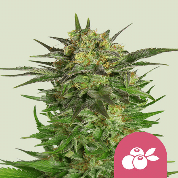 Haze Berry Royal Queen Cannabisfrø Skunkfrø