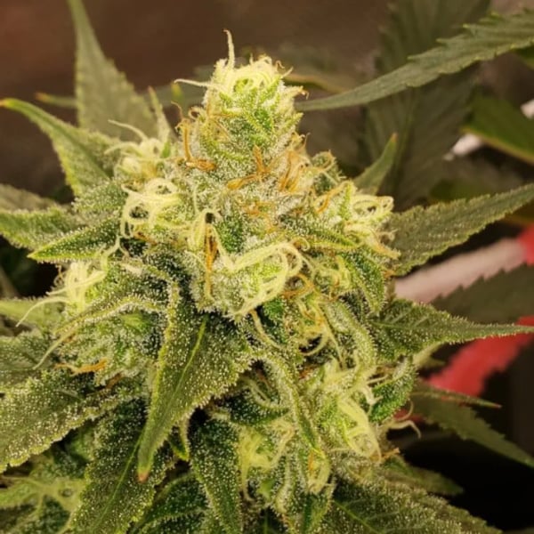 Gorilla Glue Auto