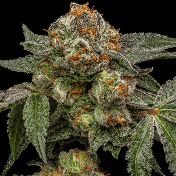 Zake Ripper Seeds cannabisfrø