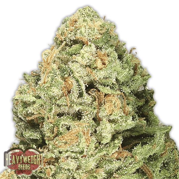 Fruit Punch Heavyweight Seeds cannabisfrø