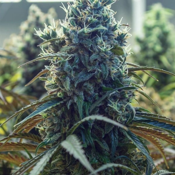 Amnesia Lemon Nordland Seeds cannabisfrø