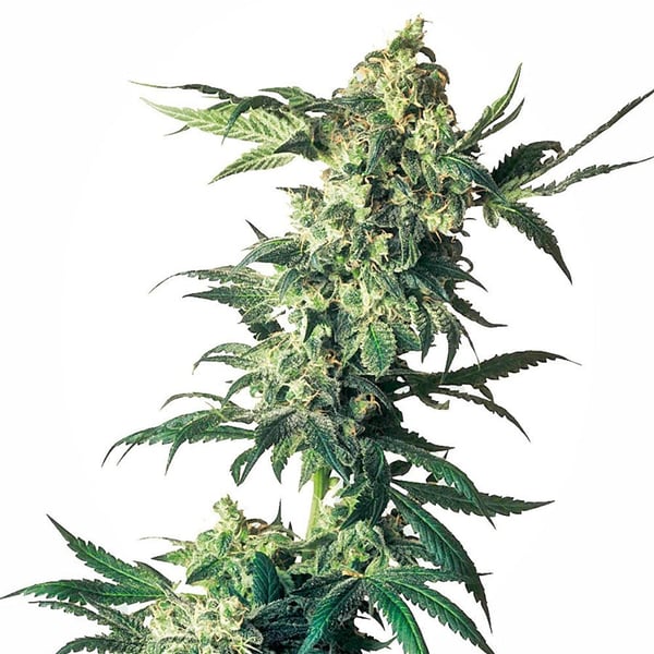 Cannabisfrø northern-lights-xl