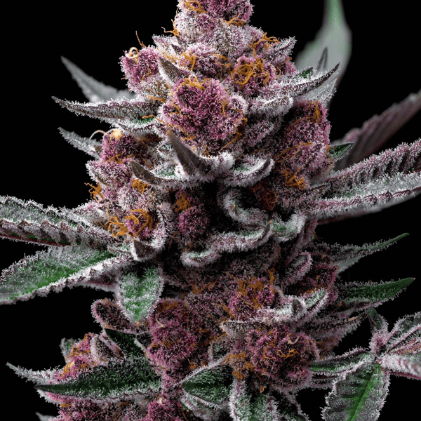 Cherry Poppers Barney's Farm cannabisfrø