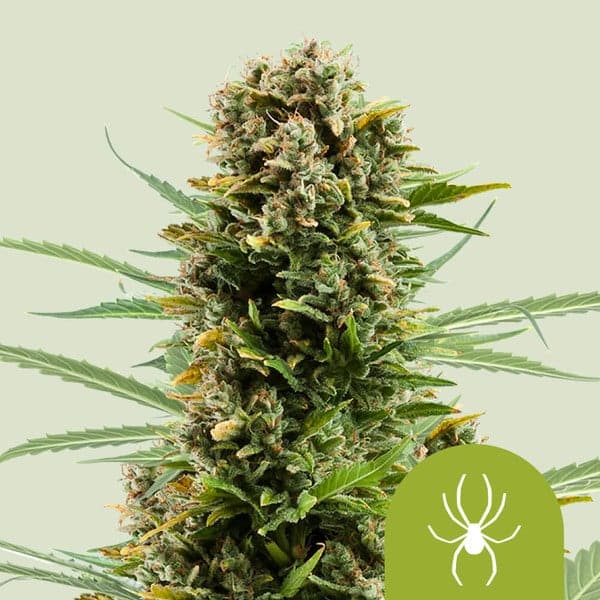 White Widow Automatic Royal Queen cannabisfrø skunkfrø