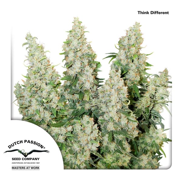 Think-Different-Dutch-Passion- cannabisfrø