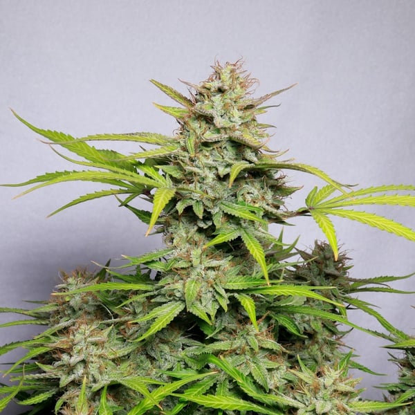 Auto cannabisfrø Snow Queen Auto CPHseeds