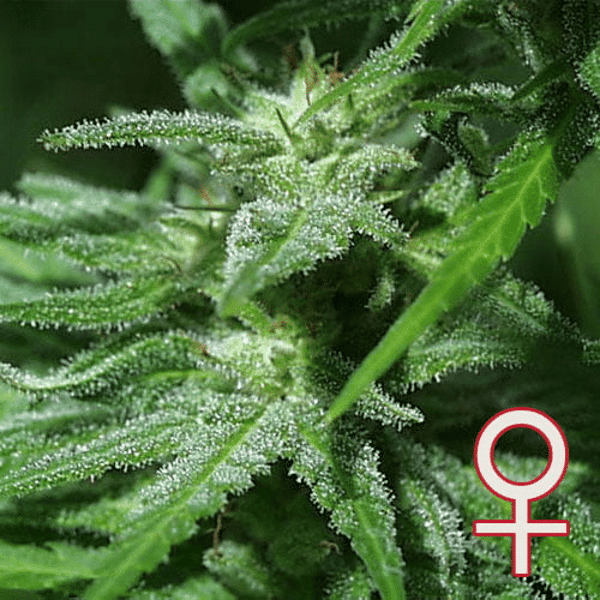 Brains Damage Head K.C. Brains Seeds cannabisfrø
