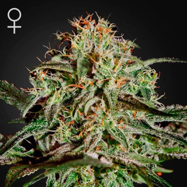 Udendørs skunkfrø A.M.S. cannabisfrø Green House Seeds