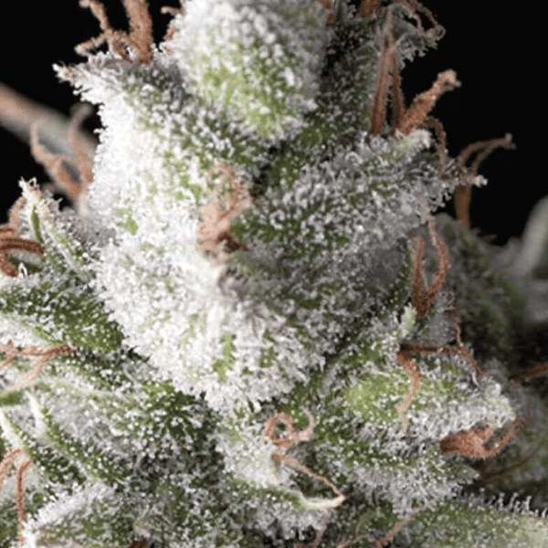 Ramses Pyramid Seeds cannabisfrø