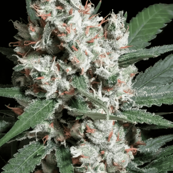 L.A. Amnesia Paradise Seeds