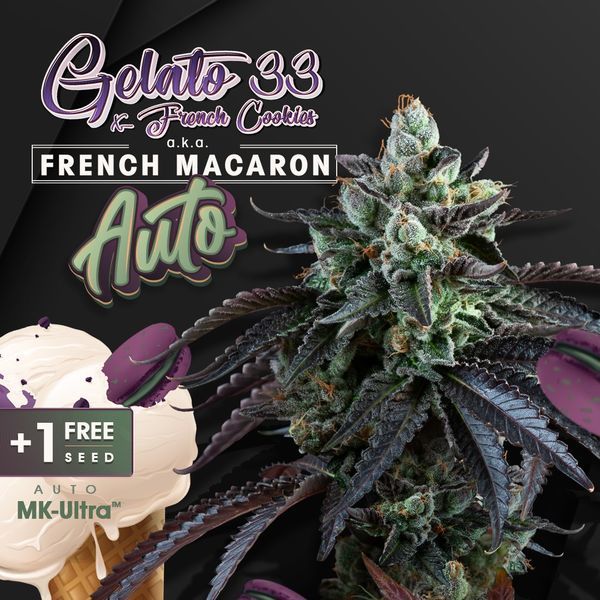 Auto French Macaron Gelato 33 x French Cookies T.H. Seeds cannabisfrø