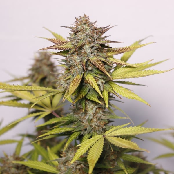 Auto cannabisfrø Black Widow Auto CPHseeds