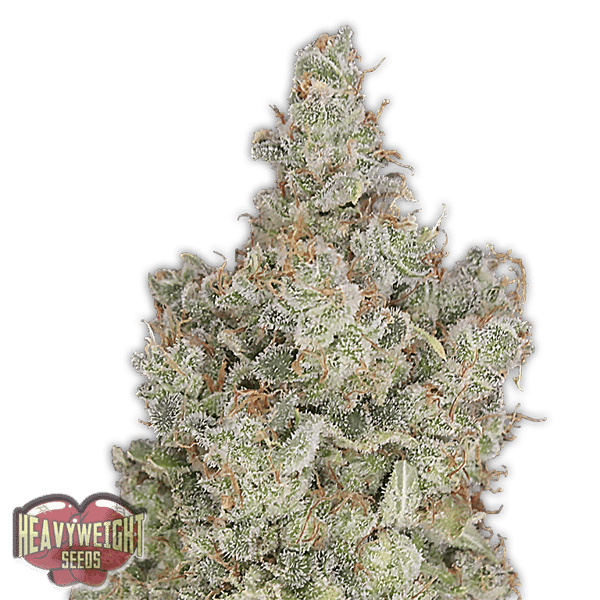 Total Paralysis Heavyweight Seeds cannabisfrø
