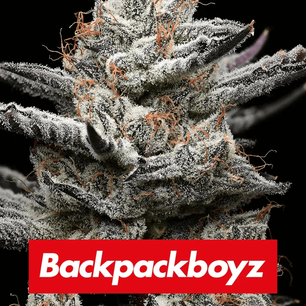Black Cherry Gushers Barney's Farm cannabisfrø