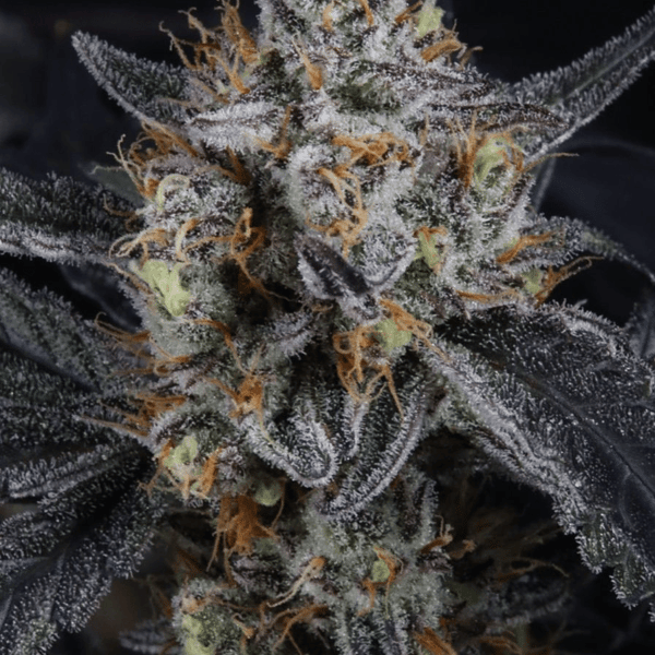 Guava Runtz Auto Fast Buds cannabis frø