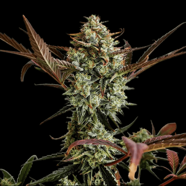 Ztrawberriez Auto Fast Buds cannabisfrø (2)