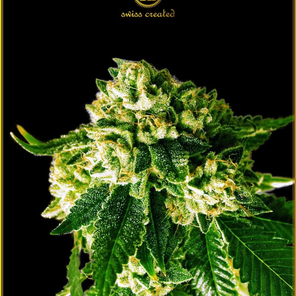 Russian Gold Anaconda Seeds cannabisfrø