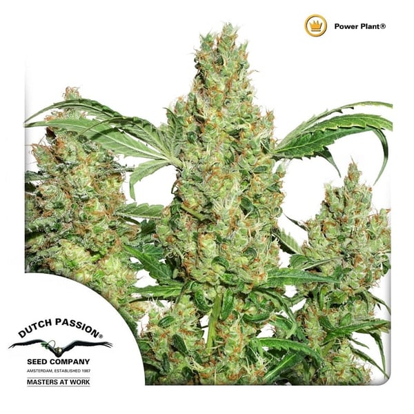 cannabisfrø-Power-Plant-Dutch-Passion