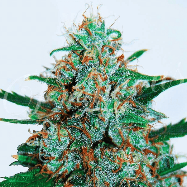 Critical Neville Haze Auto Delicious Seeds cannabisfrø