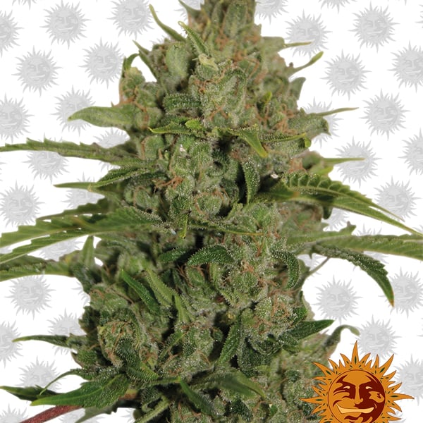 Triple-Cheese cannabisfrø