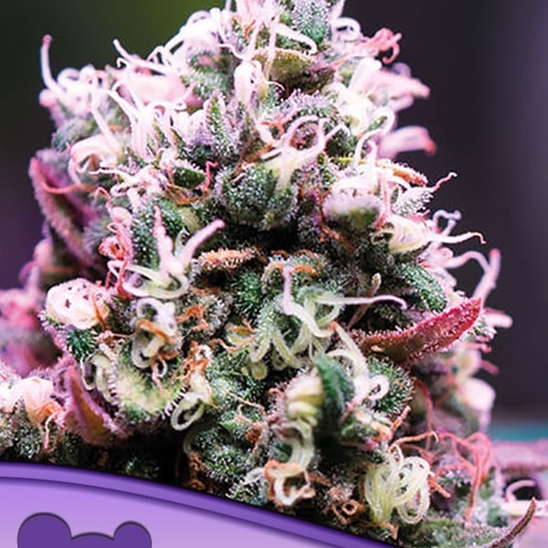 Amnesia Flash Auto anesia seeds