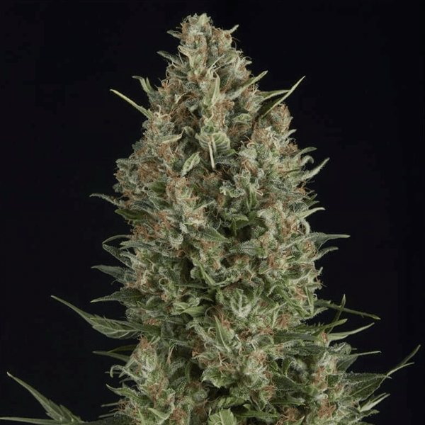 Wembley Pyramid Seeds cannabisfrø