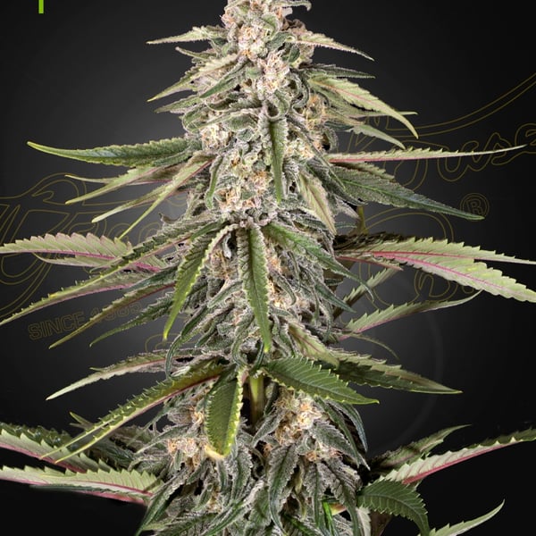 Green-O-Matic Greenhouse Seed Company cannabisfrø