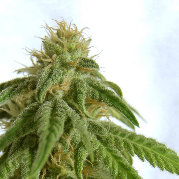 Afrodite Kannabia skunkfrø cannabisfrø