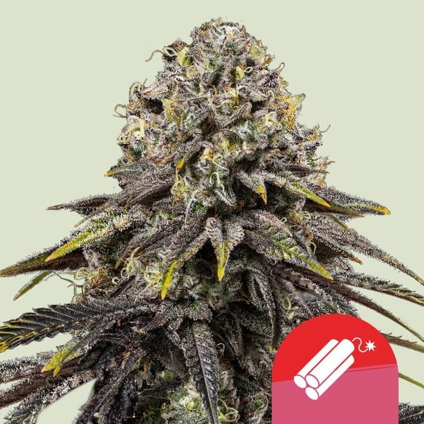 Dynamite Diesel Tyson 2.0 cannabisfrø
