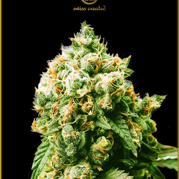 Anaconda Anaconda Seeds cannabisfrø
