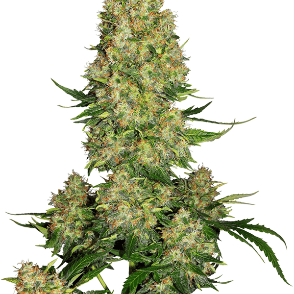 Cannabisfrø Sensi Seeds Skunk #1 Automatic