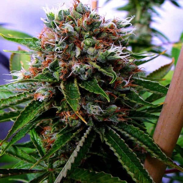 Buddha's Sister Soma Sacred Seeds cannabisfrø