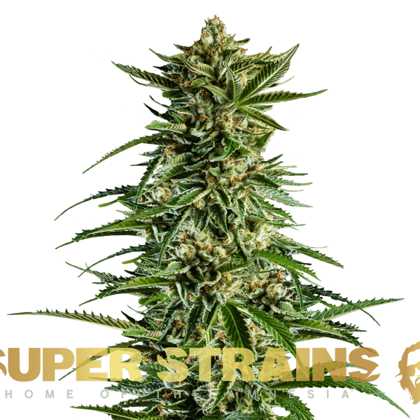 7th Wave Super Strains cannabisfrø