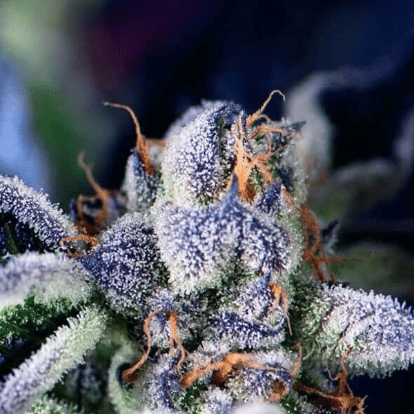 Cookies USA Pyramid Seeds cannabisfrø